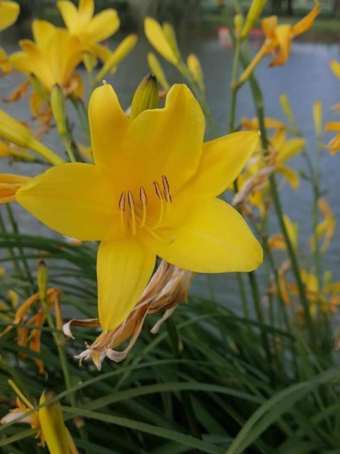 Gite Canard Fromelles Eksteriør bilde