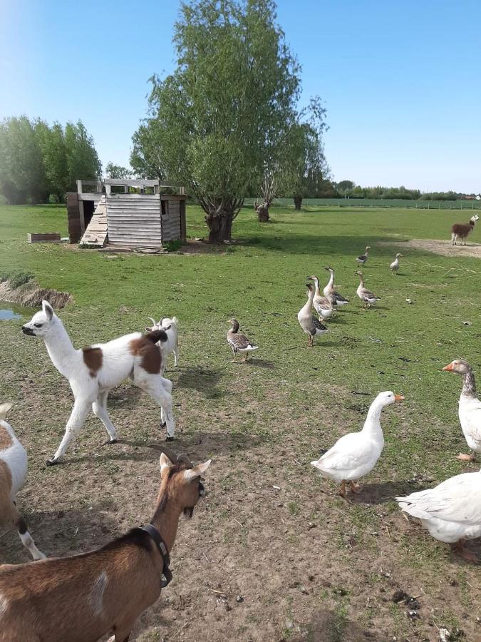 Gite Canard Fromelles Eksteriør bilde